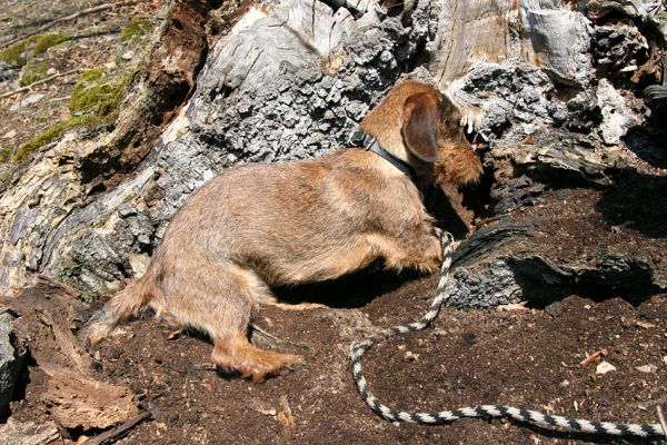 Lánská obora, 31.3.2009
Suťový les s mohutnými buky na jihozápadním svahu vrchu Vlčina. Na snímku mladý perspektivní pes ochranář-entomolog.
Mots-clés: Lánská obora Křivoklátsko Vlčina Hoffmannová