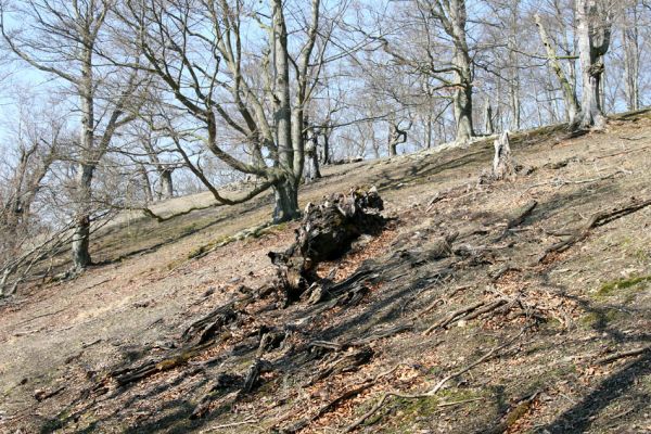 Lánská obora, 31.3.2009
Suťový les s mohutnými buky na jihozápadním svahu vrchu Vlčina.
Klíčová slova: Lánská obora Křivoklátsko Vlčina Ischnodes