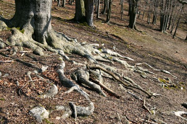 Lánská obora, 31.3.2009
Suťový les s mohutnými buky na jihozápadním svahu vrchu Vlčina.
Klíčová slova: Lánská obora Křivoklátsko Vlčina