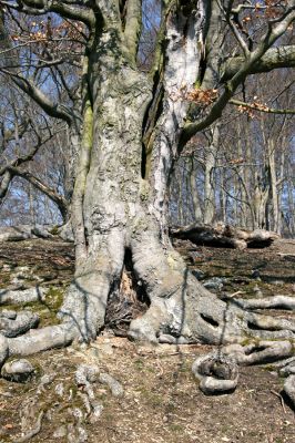 Lánská obora, 31.3.2009
Suťový les s mohutnými buky na jihozápadním svahu vrchu Vlčina. 
Klíčová slova: Lánská obora Křivoklátsko Vlčina