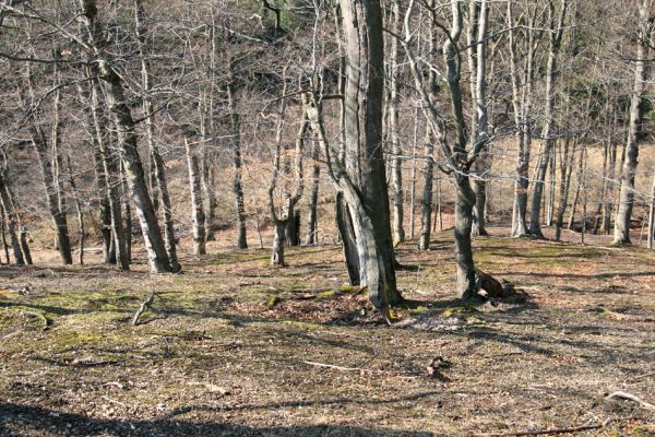 Lánská obora, 31.3.2009
Suťový les s dutými buky na severním svahu vrchu Vlčina. 
Schlüsselwörter: Lánská obora Křivoklátsko Vlčina