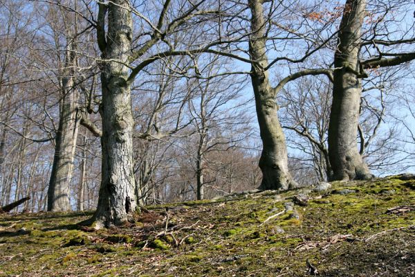 Lánská obora, 31.3.2009
Suťový les s mohutnými buky na vrchu Vlčina. 
Mots-clés: Lánská obora Křivoklátsko Vlčina Ischnodes sanguinicollis Elater ferrugineus Limoniscus violaceus