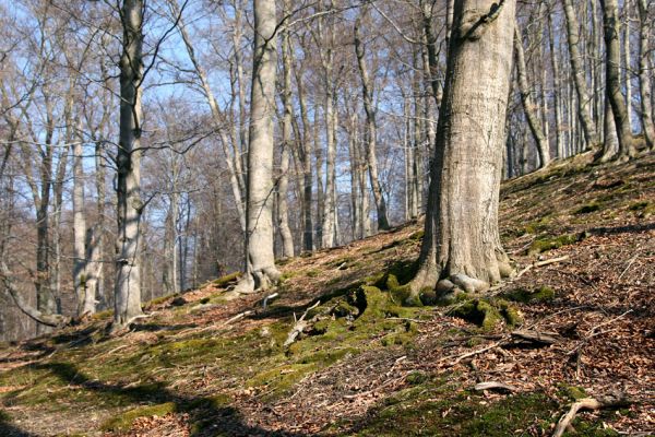 Lánská obora, 31.3.2009
Suťový les s buky na severním svahu vrchu Vlčina. 
Schlüsselwörter: Lánská obora Křivoklátsko Vlčina