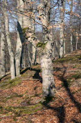 Lánská obora, 31.3.2009
Suťový les s buky na severním svahu vrchu Vlčina. 
Schlüsselwörter: Lánská obora Křivoklátsko Vlčina