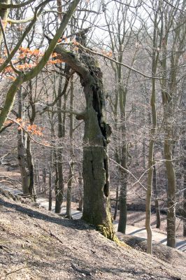 Lánská obora, 31.3.2009
Mohutný dub v suťovém lese na jihozápadním svahu vrchu Vlčina.
Mots-clés: Lánská obora Křivoklátsko Vlčina