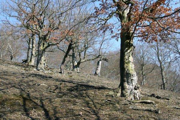 Lánská obora, 31.3.2009
Suťový les s mohutnými buky na vrchu Vlčina. 
Schlüsselwörter: Lánská obora Křivoklátsko Vlčina Ischnodes sanguinicollis Elater ferrugineus Limoniscus violaceus