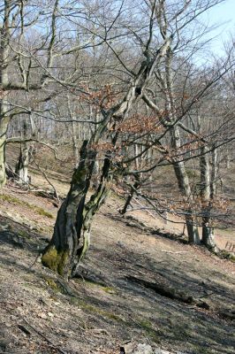 Lánská obora, 31.3.2009
Suťový les s mohutnými buky na vrchu Vlčina. 
Mots-clés: Lánská obora Křivoklátsko Vlčina