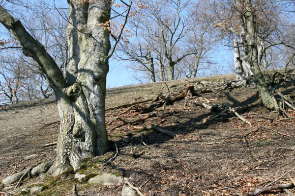 Lánská obora, 31.3.2009
Suťový les s mohutnými buky na vrchu Vlčina. 
Klíčová slova: Lánská obora Křivoklátsko Vlčina