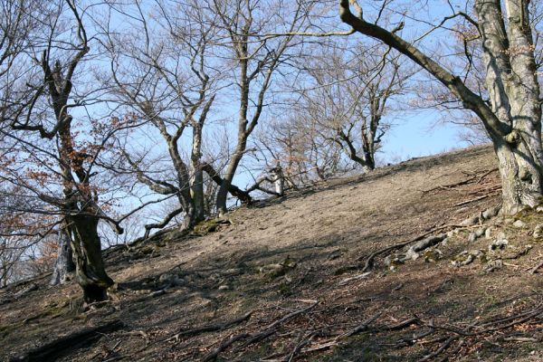 Lánská obora, 31.3.2009
Suťový les s mohutnými buky na vrchu Vlčina. 
Schlüsselwörter: Lánská obora Křivoklátsko Vlčina