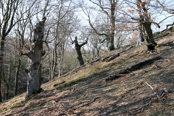 Lánská obora, 31.3.2009
Suťový les s mohutnými buky na vrchu Vlčina. 
Mots-clés: Lánská obora Křivoklátsko Vlčina