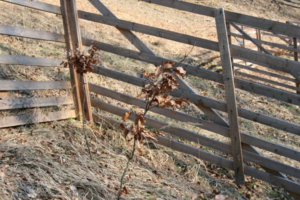 Lánská obora, 31.3.2009
Mladé buky v bytelné oplocence na jihozápadním svahu vrchu Vlčina. 
Schlüsselwörter: Lánská obora Křivoklátsko Vlčina