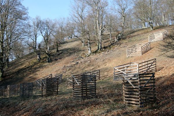 Lánská obora, 31.3.2009
Suťový les s mohutnými buky na jihozápadním svahu vrchu Vlčina. V dřevěných ohradách na svahu jsou chráněny před okusem zvěří mladé buky, u cesty jírovce.
Schlüsselwörter: Lánská obora Křivoklátsko Vlčina