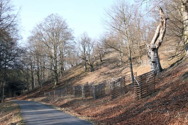 Lánská obora, 31.3.2009
Suťový les s mohutnými buky na jihozápadním svahu vrchu Vlčina. V dřevěných ohradách na svahu jsou chráněny před okusem zvěří mladé buky, u cesty jírovce.
Schlüsselwörter: Lánská obora Křivoklátsko Vlčina