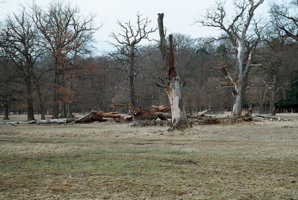 Lánská obora, 7.4.2006
U Červené kůlny - pastevní les.
Mots-clés: Lánská obora Křivoklátsko U Červené kůlny