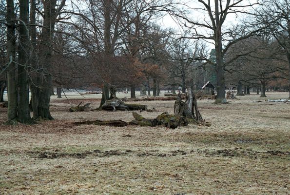 Lánská obora, 7.4.2006
U Červené kůlny - pastevní les.
Klíčová slova: Lánská obora Křivoklátsko U Červené kůlny