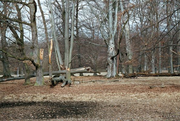 Lánská obora, 7.4.2006
U Červené kůlny - pastevní les.
Klíčová slova: Lánská obora Křivoklátsko U Červené kůlny