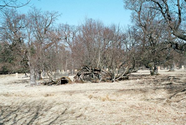 Lánská obora, 7.4.2006
Myší díra - pastevní les.
Schlüsselwörter: Lánská obora Křivoklátsko Myší díra