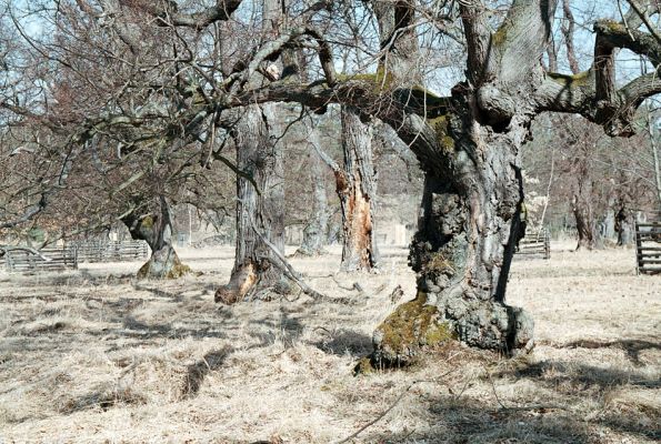 Lánská obora, 7.4.2006
Myší díra - pastevní les.
Schlüsselwörter: Lánská obora Křivoklátsko Myší díra