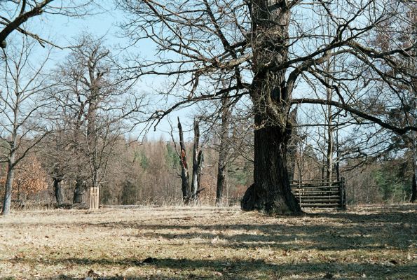 Lánská obora, 7.4.2006
Myší díra - pastevní les.
Schlüsselwörter: Lánská obora Křivoklátsko Myší díra