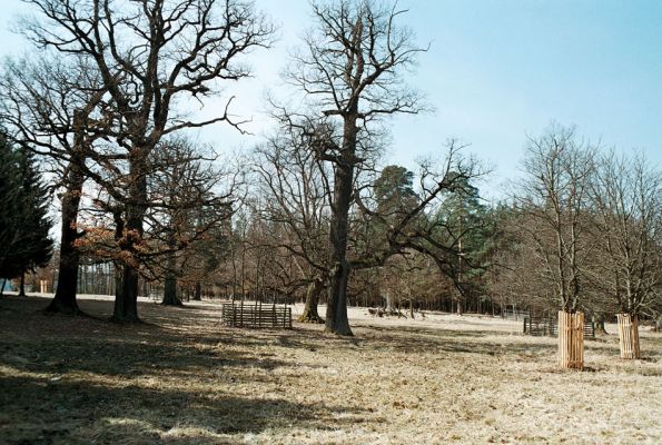 Lánská obora, 7.4.2006
Myší díra - pastevní les.
Klíčová slova: Lánská obora Křivoklátsko Myší díra Limoniscus violaceus