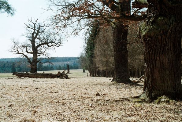 Lánská obora, 7.4.2006
Liščina - pastevní les.
Schlüsselwörter: Lánská obora Křivoklátsko Liščina Ampedus praeustus