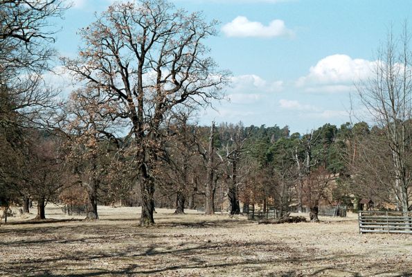 Lánská obora, 7.4.2006
Myší díra - pastevní les.
Klíčová slova: Lánská obora Křivoklátsko Myší díra