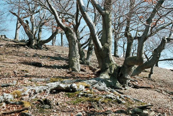 Lánská obora, 7.4.2006
Jelení loužek - suťový les.
Mots-clés: Lánská obora Křivoklátsko Jelení loužek Limoniscus violaceus Elater ferrugineus Osmoderma