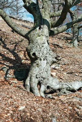 Lánská obora, 7.4.2006
Jelení loužek - suťový les. Buk s dutinou osídlenou kovaříkem Limoniscus violaceus.
Schlüsselwörter: Lánská obora Křivoklátsko Jelení loužek Limoniscus violaceus