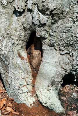 Lánská obora, 7.4.2006
Jelení loužek - suťový les. Dutina u paty kmene buku osídlená kovaříkem Limoniscus violaceus.
Klíčová slova: Lánská obora Křivoklátsko Jelení loužek Limoniscus violaceus