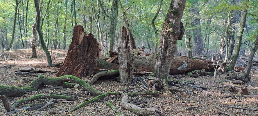 Lanžhot, 18.10.2023
Obora Soutok - Ranšpurk.
Klíčová slova: Lanžhot obora Soutok Ranšpurk