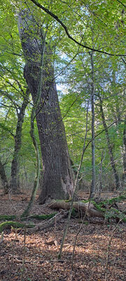 Lanžhot, 18.10.2023
Obora Soutok - Ranšpurk.
Keywords: Lanžhot obora Soutok Ranšpurk