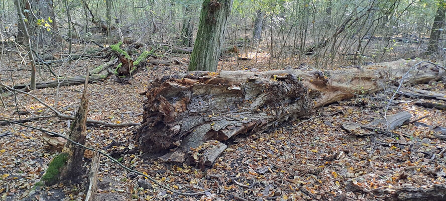 Lanžhot, 18.10.2023
Obora Soutok - Ranšpurk.
Klíčová slova: Lanžhot obora Soutok Ranšpurk