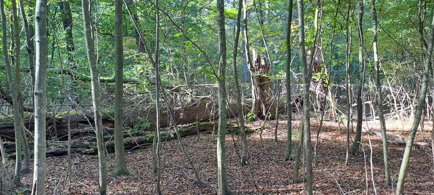 Lanžhot, 18.10.2023
Obora Soutok - Ranšpurk.
Keywords: Lanžhot obora Soutok Ranšpurk