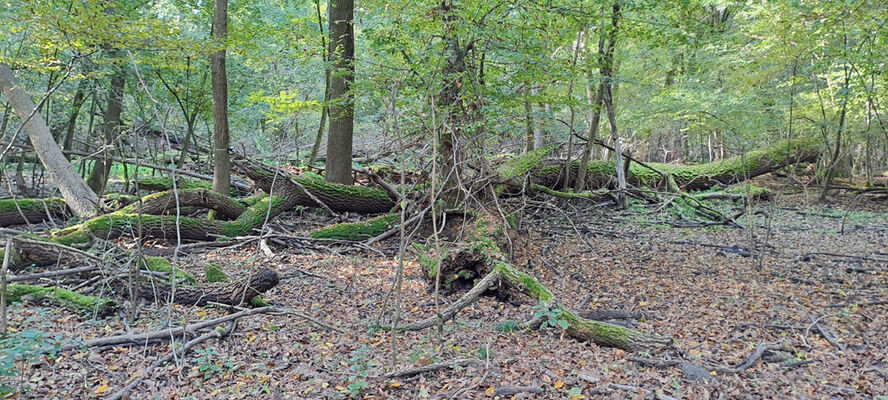 Lanžhot, 18.10.2023
Obora Soutok - Ranšpurk.
Schlüsselwörter: Lanžhot obora Soutok Ranšpurk