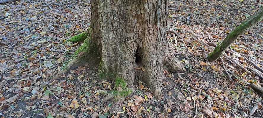 Lanžhot, 18.10.2023
Obora Soutok - Ranšpurk.
Klíčová slova: Lanžhot obora Soutok Ranšpurk Brachygonus ruficeps