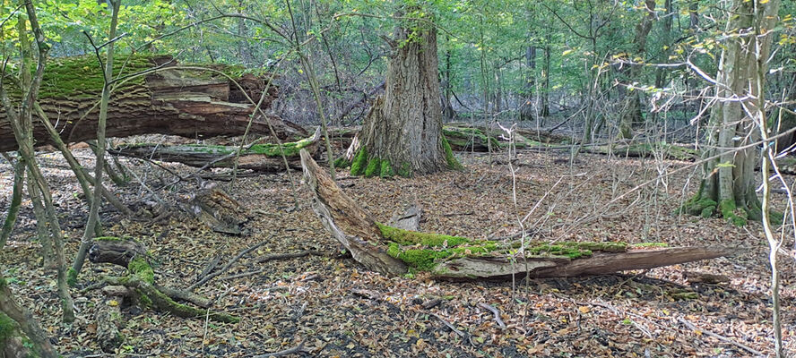 Lanžhot, 18.10.2023
Obora Soutok - Ranšpurk.
Keywords: Lanžhot obora Soutok Ranšpurk