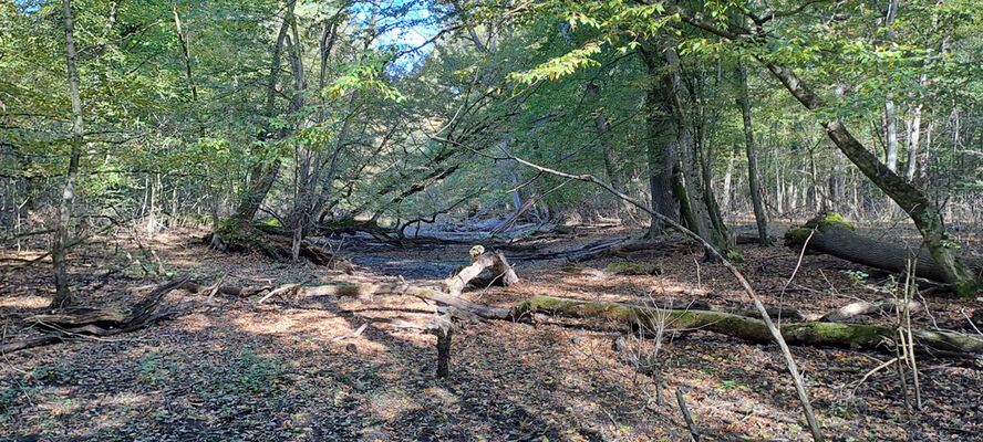 Lanžhot, 18.10.2023
Obora Soutok - Ranšpurk.
Keywords: Lanžhot obora Soutok Ranšpurk