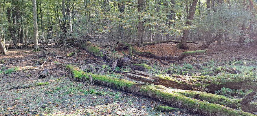 Lanžhot, 18.10.2023
Obora Soutok - Ranšpurk.
Keywords: Lanžhot obora Soutok Ranšpurk