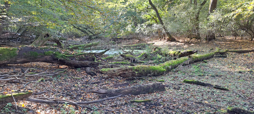 Lanžhot, 18.10.2023
Obora Soutok - Ranšpurk.
Keywords: Lanžhot obora Soutok Ranšpurk