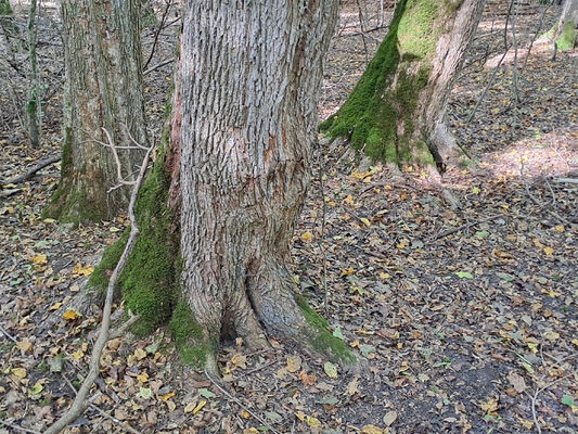 Lanžhot, 18.10.2023
Obora Soutok - Ranšpurk.
Schlüsselwörter: Lanžhot obora Soutok Ranšpurk Brachygonus ruficeps