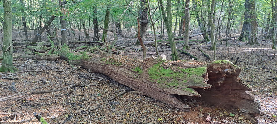 Lanžhot, 18.10.2023
Obora Soutok - Ranšpurk.
Schlüsselwörter: Lanžhot obora Soutok Ranšpurk