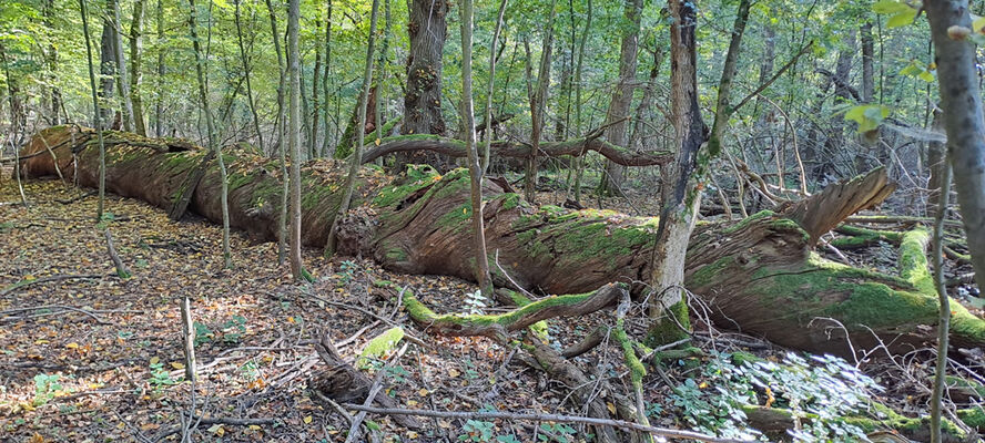 Lanžhot, 18.10.2023
Obora Soutok - Ranšpurk.
Keywords: Lanžhot obora Soutok Ranšpurk