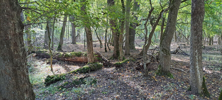 Lanžhot, 18.10.2023
Obora Soutok - Ranšpurk.
Schlüsselwörter: Lanžhot obora Soutok Ranšpurk Brachygonus ruficeps