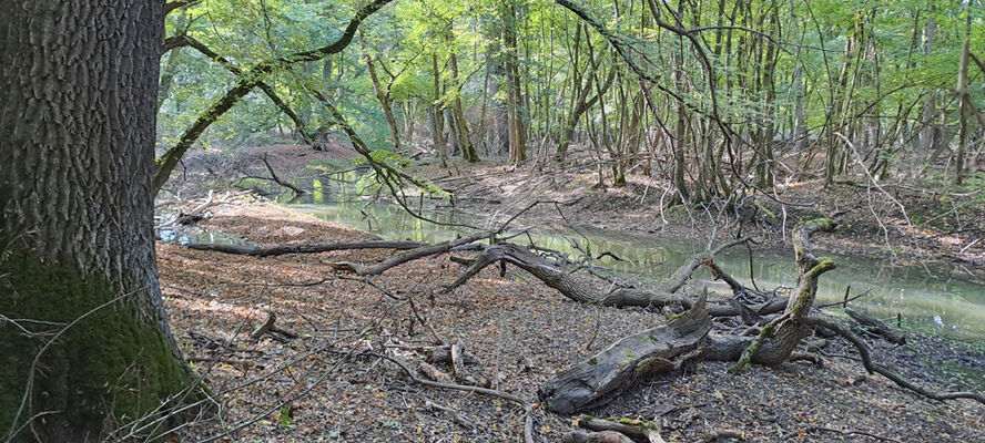 Lanžhot, 18.10.2023
Obora Soutok - Ranšpurk.
Keywords: Lanžhot obora Soutok Ranšpurk