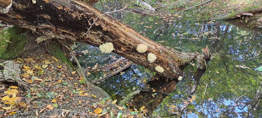 Lanžhot, 18.10.2023
Obora Soutok - Ranšpurk.
Schlüsselwörter: Lanžhot obora Soutok Ranšpurk