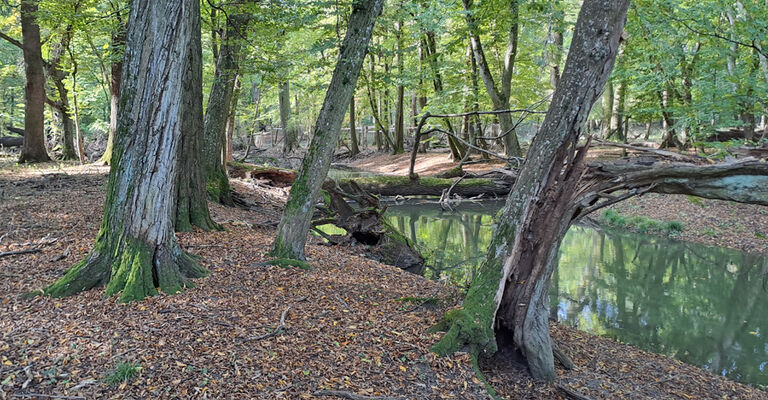 Lanžhot, 18.10.2023
Obora Soutok - Ranšpurk.
Keywords: Lanžhot obora Soutok Ranšpurk