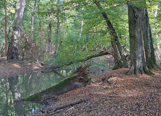 Lanžhot, 18.10.2023
Obora Soutok - Ranšpurk.
Keywords: Lanžhot obora Soutok Ranšpurk