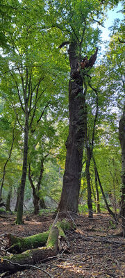 Lanžhot, 18.10.2023
Obora Soutok - Ranšpurk.
Keywords: Lanžhot obora Soutok Ranšpurk