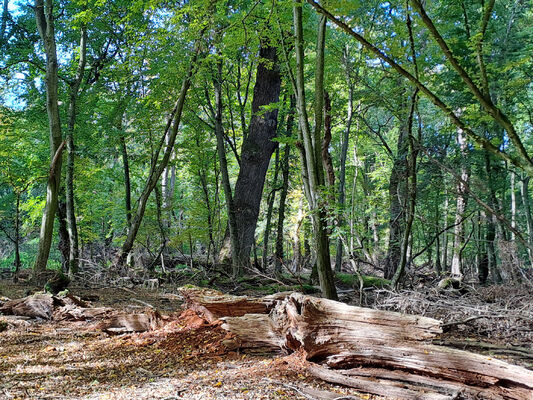 Lanžhot, 18.10.2023
Obora Soutok - Ranšpurk.
Keywords: Lanžhot obora Soutok Ranšpurk