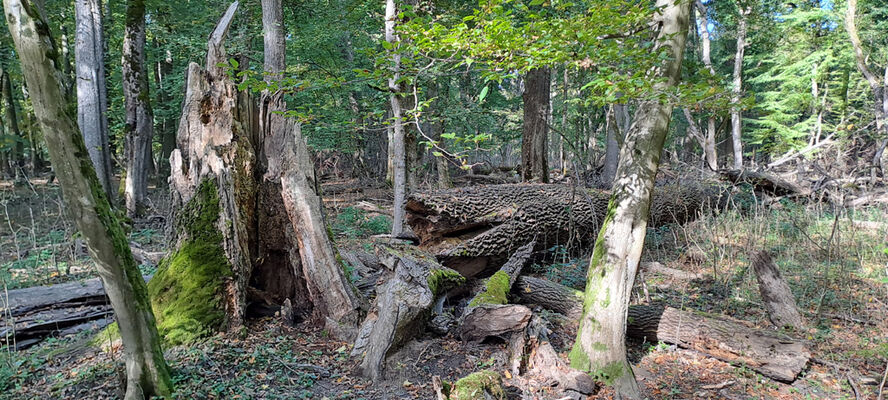 Lanžhot, 18.10.2023
Obora Soutok - Ranšpurk.
Keywords: Lanžhot obora Soutok Ranšpurk